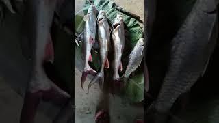 Fishing makes me Refresh|come fishing WID me guys|with GIANT bomB 