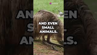 Emu #viral #fascinatingfacts #fashion #funfacts #viralvideo #viralshorts #shortvideo #shorts #short