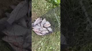 Немного наловил Карасика #рыбалка #поплавок #карась #удочка