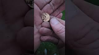 Charles 1st hammered and Victoria gold half sovereign found live!