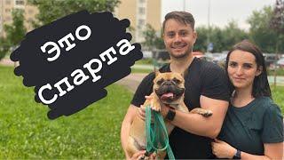 Это Спарта/Французский Бульдог/Москва/#kobzevbullz #кобзевбуллз