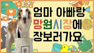 보르조이 | Borzoi 엄마 아빠랑 망원시장에 장보러가는 Vlog