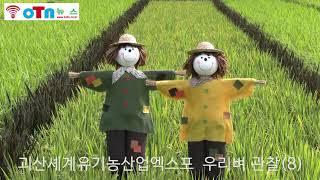 (OTN뉴스) 2022 괴산세계유기농산업엑스포  우리벼 농사 관찰길 (8)