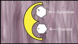 Lactose Intolerance - Tales from the Genome