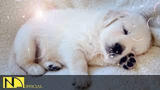 10 Hours Calming Sleep Music  Stress Relief Music, Insomnia, Relaxing Sleep Music  Dog Loves Baby