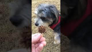 Bentley... the  Helper Dog Helps Me Clean the Yard.