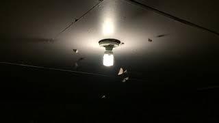 MOTHS flying around a LAMP for 10 Hours