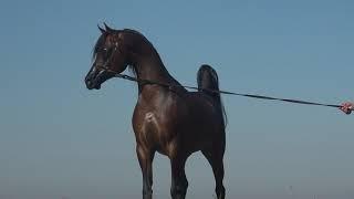 Arabian Horse RFI Raj Almaktub