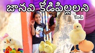 జానవి కోడి పిల్లల్ని కొంటే comedy video || village comedy videos || జానవి కోడి video ||