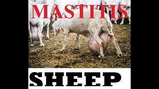 Mastitis DISEASE