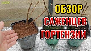 Вот почему такие саженцы гортензии цветут в год посадки 