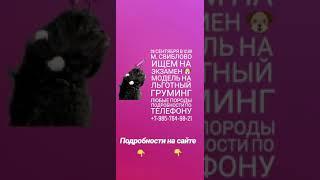 Бесплатная стрижка собак.