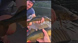 Bark Lake Double Header Walleye