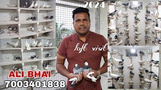 Pigeon Lover Ali Bhai New Video for Sale High Quality Madraasi pigeons - 7003401838