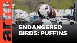 Saving Puffins in Iceland | ARTE.tv Documentary