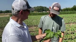 Down to Earth: Cotton Efficiency