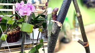 This Way Helps Revive Small Orchid Plants And Bloom More Flowers