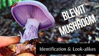 Blewit mushroom-Identification and its look-alikes