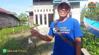 GREBEG RUMAH @putritunggal84 PERANTAU ASAL BANJARNEGARA GILAR GILAR KALIMANTAN UTARA