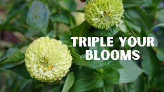 How to Get More Blooms from Your Zinnias