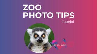 Tips for Taking Photos at the Zoo