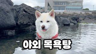 물속성 시바견 여우!! 집에좀 가자 ㅋㅋㅋ 곰이의 9번째 생일파티! 삼시바와 제주도 일상 브이로구