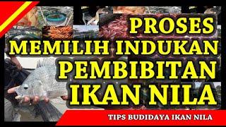 Cara Memilih Indukan Untuk Pembibitan Ikan Nila Agar Benih Berkualitas