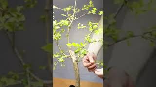 How to bend a Bonsai #19 - Crataegus Monogyna | Bonsaifly #shorts