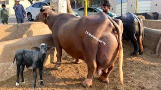 World Biggest Udder Buffalo with 28.395 Kg Milk Haji Shaukat Doggar of Multan #buffalo #cow #dairy