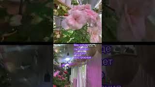 Мой цветочный рай