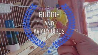 Budgie and Aviary Birds - Welcome :)