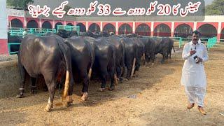 33 Kg Milk wali Bhains kaisy tyar ki World Top Nili Ravi Buffalo Breeder Haji Shaukat Doggar Multan