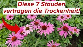 Top 7 Stauden, die Trockenheit gut vertragen!