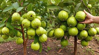 agriculture technology grow Guava tree at home  How to grow market Guava tree seeds