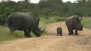 SOUTH AFRICA rhino baby is "challenging" his father, Kruger national park