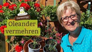 Oleander vermehren - Wie geht das? Stecklinge schneiden und einpflanzen