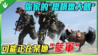 數百隻大鵝參軍了！ ？農村“惡霸”搖身一變成“鵝軍”！連老虎我都不怕，何況區區人類？