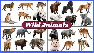 Wild Animals Name | Wild Animals for Kids | Wild Animals Name in English | Wild Animals vocabulary