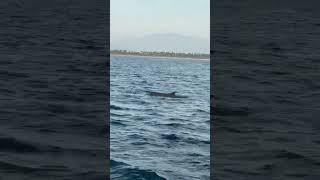 En algo nuevo andamos esperen el video completo-Martha Pino la bodoque