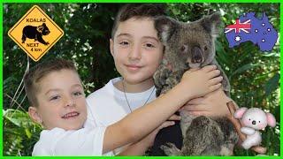 Koalas for Kids   Animals for Kids  Australian Wildlife Adventure | Educational Animal Videos