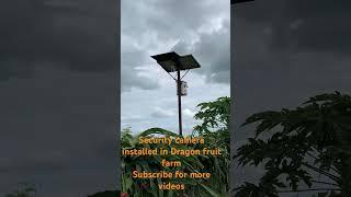 Solar based Security camera in Dragon fruit farm #agriculture #dragonfruitfarming #solarsystem