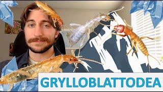 Grylloblattodea: Ice Crawlers - Order Spotlight