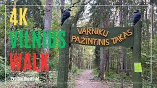 【4K】 Lithuania Forest Walk - Varnikai Cognitive Walking Trail | Varnikų pažintinis takas in 2024