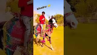 thakur shab 007 #shortsvideo #007 #thakur #mafiya
