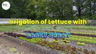 Irrigation of Lettuce with Laser Spray