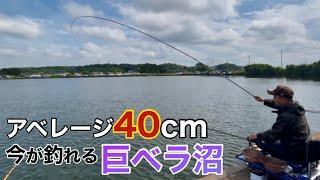 高確率で巨ベラが釣れる野池でへらぶな釣り！人災で食い渋るヘラブナを長尺ウドンセットで攻略【中沼】