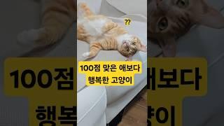 100점 맞은애보다 행복하게사는 고양이 ㅋㅋ #cat#반려동물