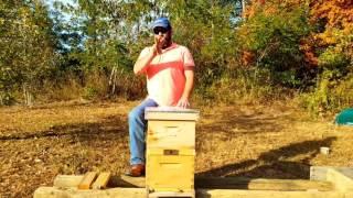 What is the cost of getting started in hobby  beekeeping ?
