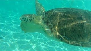 Sea turtle rescue in Cancun: MAYA, Xcaret's Green Turtle