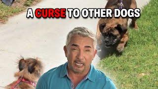 This Therapy Dog Helps Humans But Has Aggression To Other Dogs | Cesar 911 Season 2, Ep. 11 - Part 2